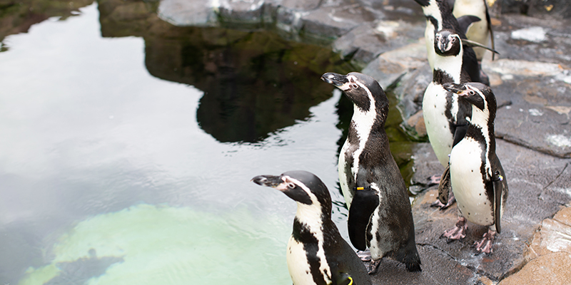 Kansas City Zoo