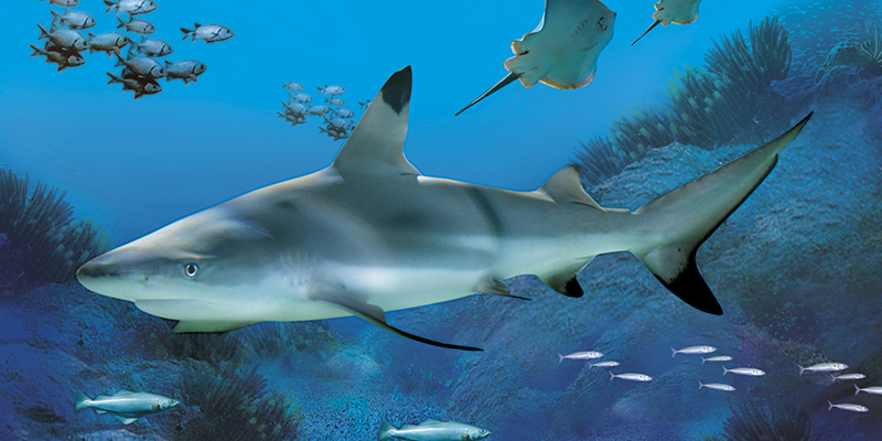 Sea Life