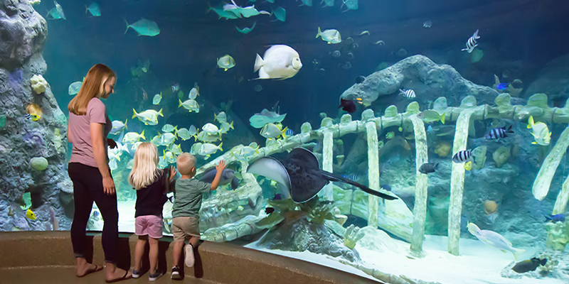 sea_life-web_1
