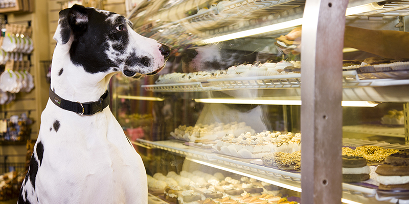 Three Dog Bakery